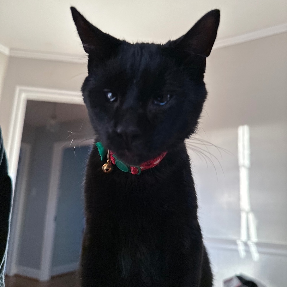 Meet your Posher, Ally